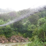 Es gibt hier viele SeelöwenNeuseelands längste "Swinging Bridge"